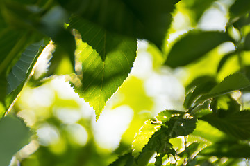 Image showing Leaves and sunny weather background