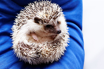 Image showing Cute hedgehog