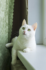 Image showing Beautiful white cat on windowsill