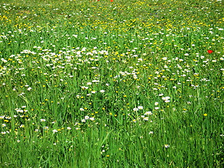 Image showing Fields and daisies