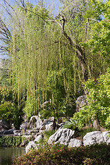 Image showing Weeping Willow