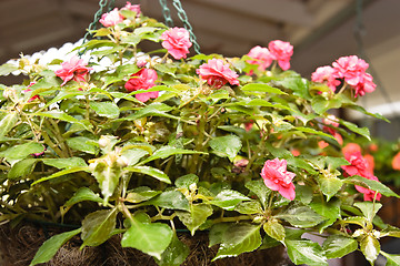 Image showing Hanging Plant