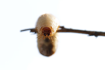 Image showing Chafer grubs