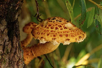 Image showing brown tree fungus