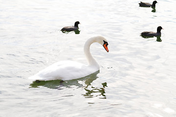 Image showing White swan