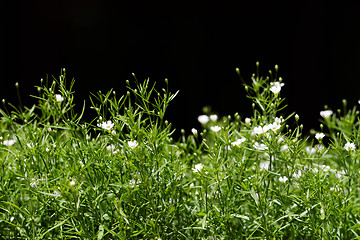 Image showing Sweet alyssum