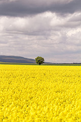 Image showing Colza field