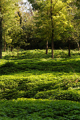 Image showing Green park