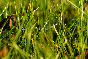 Image showing Green grass