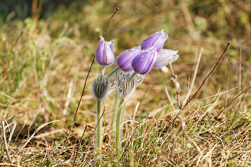 Image showing Purple flower