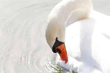 Image showing White swan