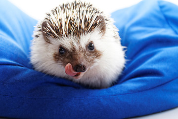 Image showing Cute hedgehog