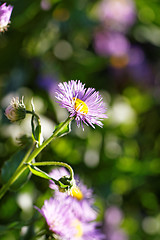 Image showing Purple flower