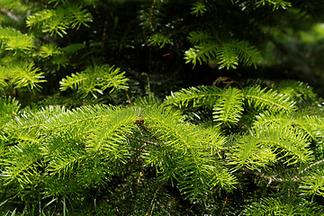 Image showing Fir tree