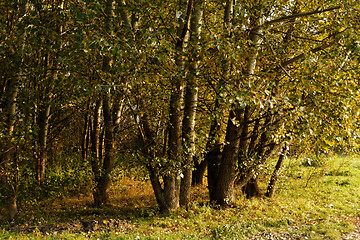 Image showing Green trees