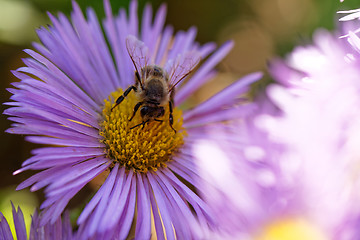 Image showing Bee on the flower