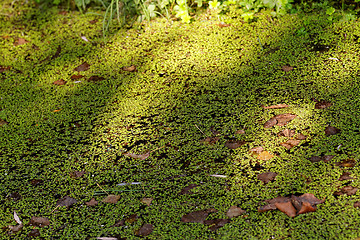 Image showing Duckweed