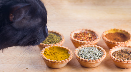 Image showing spices and cat expert in smell and taste