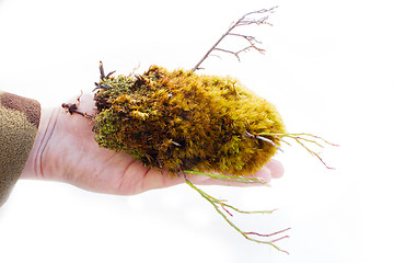 Image showing Colorful green moss and small trees for your rock garden