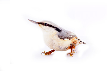 Image showing Clever bird - nuthatch Sitta europaea on white background