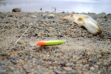 Image showing Lost force pike lies on the shallow shore