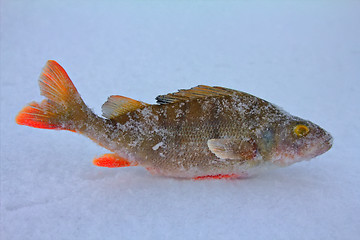 Image showing perch ice fishing in Scandinavia