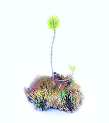 Image showing lichen and a sprig of pine on a white background part of nature