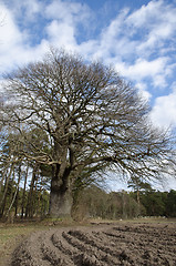 Image showing Old mighty oak tree