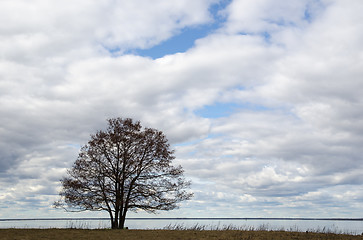 Image showing Single big alder tree by the coast