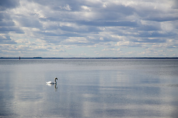 Image showing Swan swimming alone in calm water