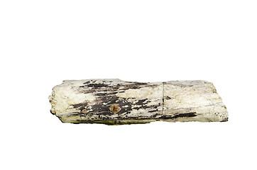 Image showing Piece of driftwood