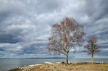 Image showing Trees by the coastline