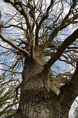 Image showing Detail of an old mighty oak tree