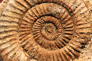 Image showing ammonites fossil background