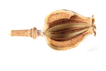 Image showing poppy head and seeds 