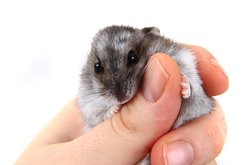 Image showing dzungarian hamster in human hands