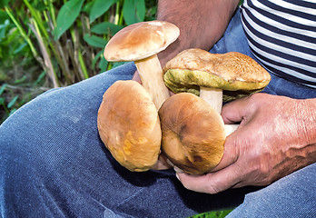 Image showing Mushrooms collected in a forest in a forest glade.