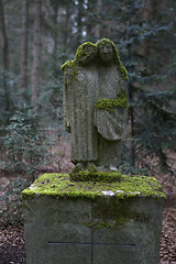 Image showing Overgrown grave stones 