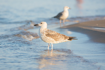 Image showing Two seagulls on the beach early in the morning