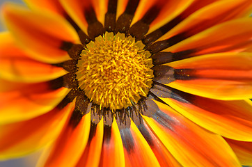 Image showing Beautiful flower in a meadow