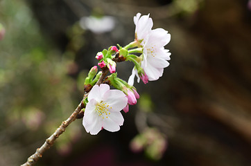 Image showing Sakura, the famouse flower of Japan