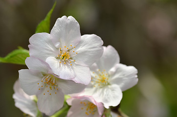 Image showing Beautiful Cherry blossom