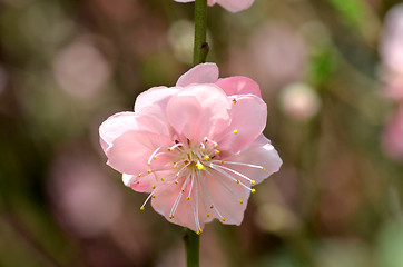 Image showing Beautiful Cherry blossom