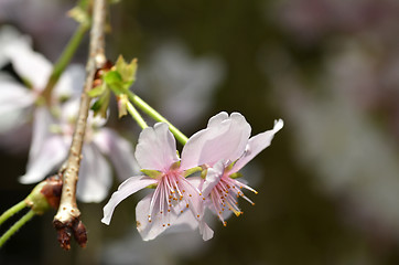 Image showing Beautiful Cherry blossom