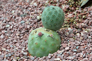 Image showing Cactus planted in a botanical garden.