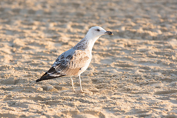 Image showing  Seagull sand on the seashore in the early morning