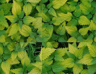 Image showing bright colored nettle