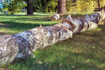 Image showing The felled trunk of a large birch.