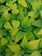 Image showing bright colored nettle