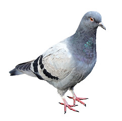 Image showing Common Grey Pigeon